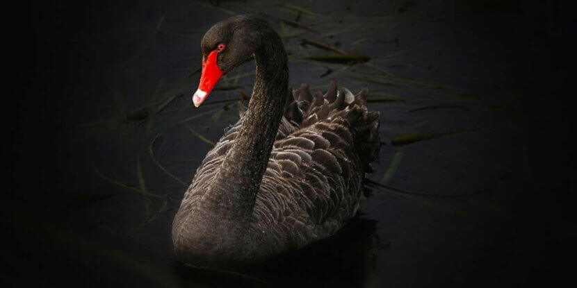 Blackswan